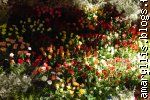 Marché aux fleurs Tunis